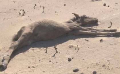 Маңғыстаудағы қуаңшылық мәселесін шешуге 204 миллион теңге бөлінді