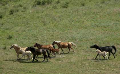 Жетісу облысында ет өндірісі 28,6 мың тоннаға, сүт өндірісі 87,3 мың тоннаға жетті