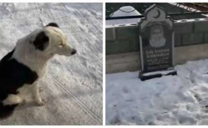 Алматы облысында иесінің зиратын күзеткен "Хатико" жұртты сүйсіндірді (видео)