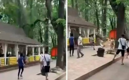 Алматыда жазғы кафенің үстіне ағаш құлады