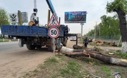 Алматы облысында ірі кәсіпорын тас жол бойындағы орманды отап тастаған