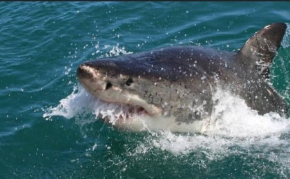 Египетте жағажайда демалып жүрген ресейлік азаматты акула жеп қойды (видео)