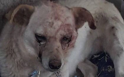 Ағашқа байлап, балтамен ұрған: жүкті әйелдің жауыздығы жұрттың жағасын ұстатты