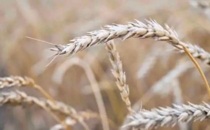 Ғалымдар «Кудесница» атты бидайдың жаңа түрін таныстырды