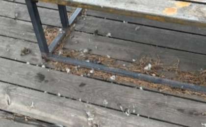 Астанада ер адам баланың көзінше үйректерді бөлшектеген: полиция жауап берді