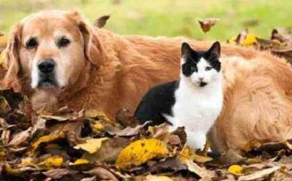 Қаңғыбас мысық тістеген: Маңғыстау тұрғыны құтырудан көз жұмды