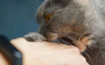 Маңғыстау тұрғыны қаңғыбас мысықтың тістегенінен көз жұмды