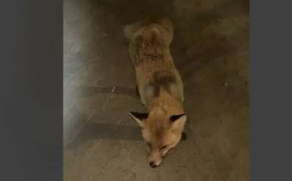 Қостанай облысында жабайы түлкілер адамдарға шабуылдай бастаған