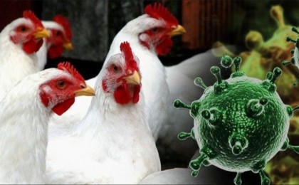 H5N5 түріндегі құс тұмауынан алғашқы адам өлімі тіркелді