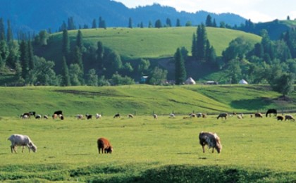Алматы облысында экс-әкімнің ұлы қала аумағындай жерге иелік етеді: облыс әкімі не дейді