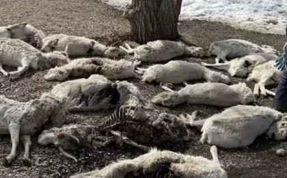 Ұлытау облысында үш мыңға жуық киіктің өлексесі табылды: облыс әкімі киік өліміне не себеп болғанын айтты