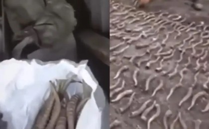 Жезқазған тұрғынының үйінен 300-ден аса киік мүйізі тәркіленді