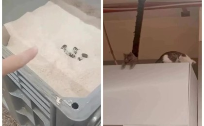 Тұтынушы Magnum дүкеніндегі күріштен мысықтың нәжісін байқаған (ВИДЕО)