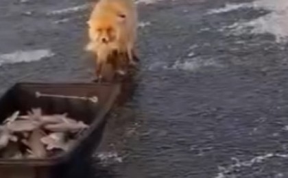 Түлкі балықшыларды алдап кетті: Астананың маңында ұстаған балықты ұрлаған аң видеоға түсіп қалды