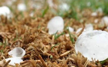 Ақтөбе облысында көлемі жұмыртқамен бірдей бұршақ жауды