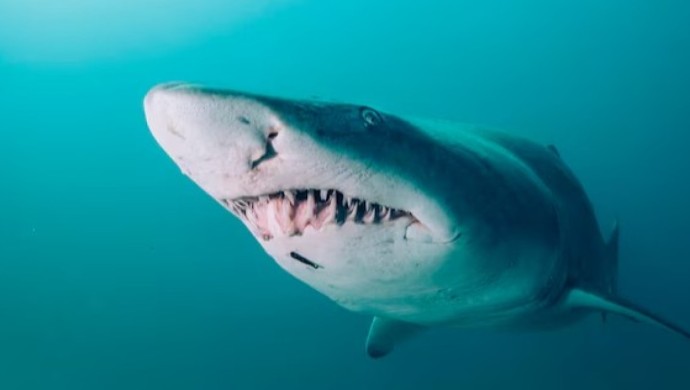 Мальдив аралдарында бал айында жүрген туристің аяғын акула жұлып кетті