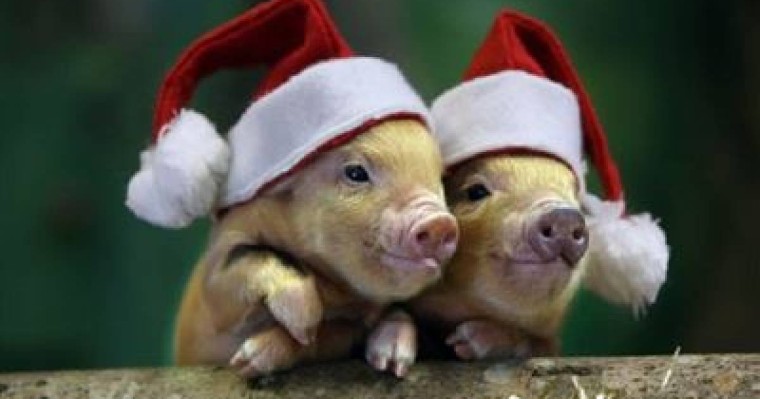 2019 жыл Доңыз жылы деп аталмайтын болды