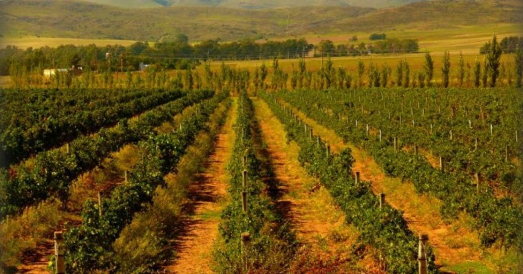 Ақтөбеде көкөніс өсіремін деген адамдарға суармалы жер жалға беріледі