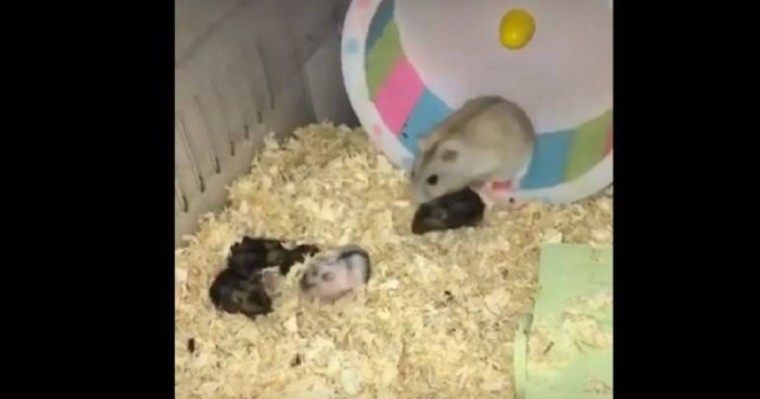 Атжалман баласына дөңгелекте жүгіруді үйретті – күлкілі видео