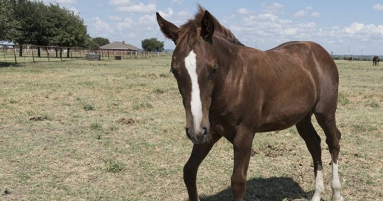 Бие айғырды бір теуіп өлтіріп қойды – видео