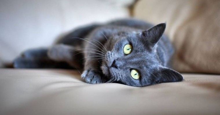 АҚШ-та түрмеде отырған мысықты адвокат ақтап алып шықты