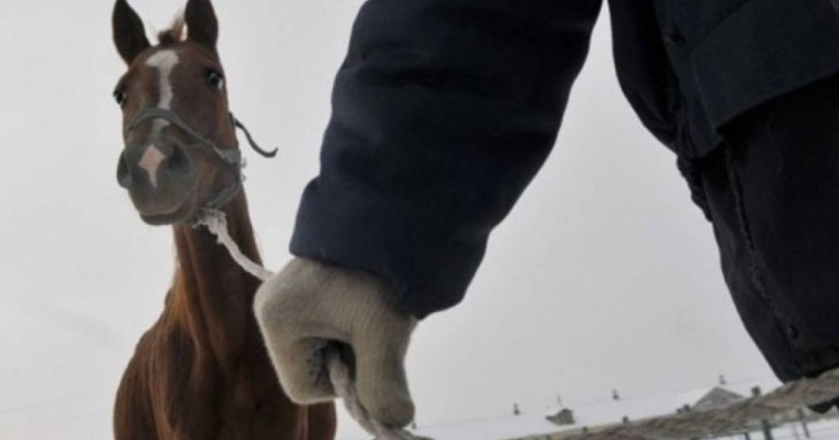 Павлодарлық полицейлер 12 адамнан құралған қылмыстық топтың жолын кесті