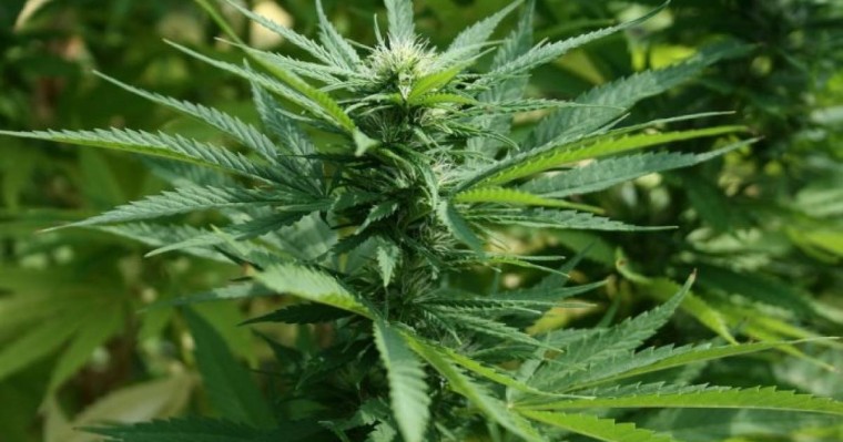 Қарағандылық полицейлер аса ірі көлемдегі есірткі заттарын тәркіледі