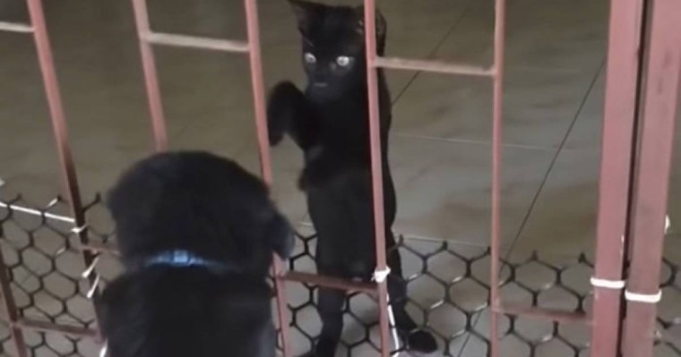 Мысық торға қысылып қалған топ-томпақ күшікті итеріп шығарды – күлкілі видео