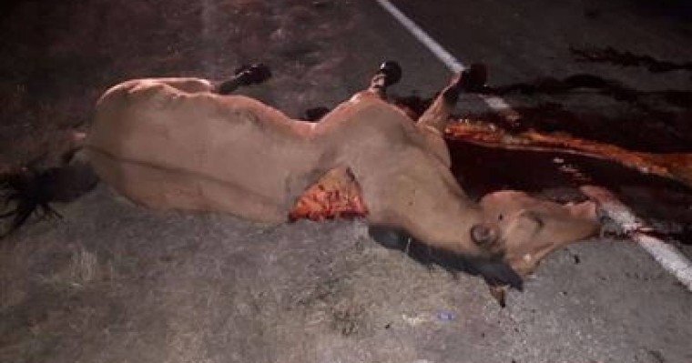 БҚО-да автокөлік жылқыларды соғып кетті (18+)