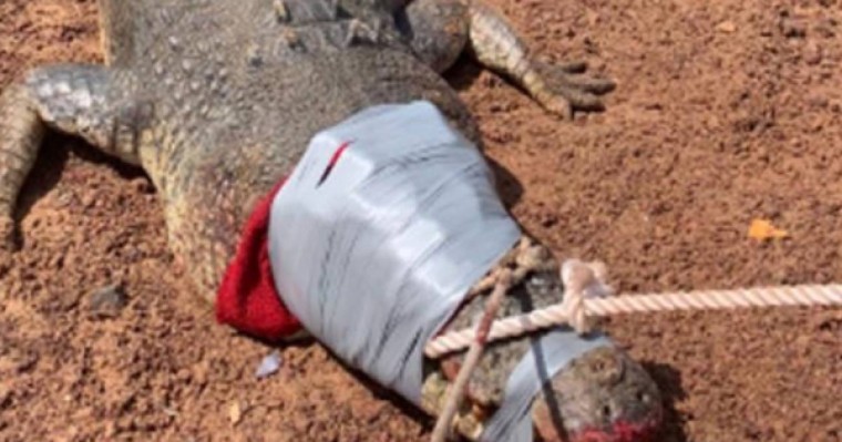 Австралияда салмағы 600 кг қолтырауын «тұтқындалды»