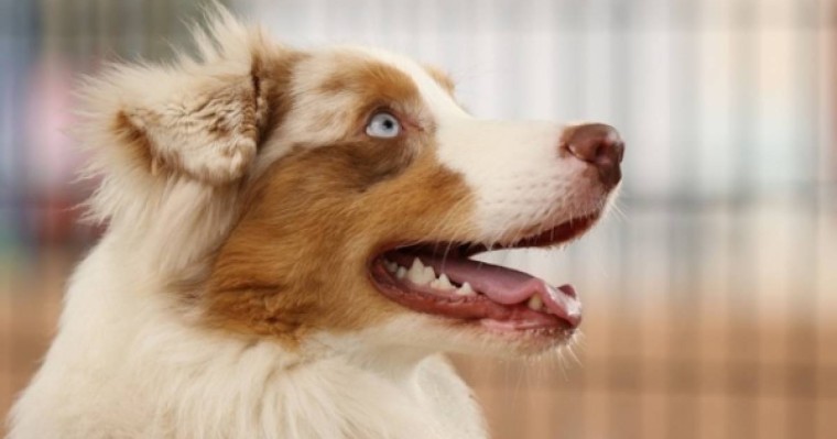 ​Қызды қадағалап тұрып сабақ оқытқан ит Желі жұлдызына айналды