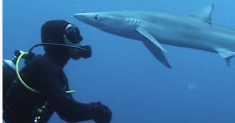 ​Акула спортшыны «сүйіп» алған |