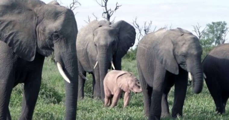 ​Қызыл түсті піл баласы көпшіліктің назарын аударды