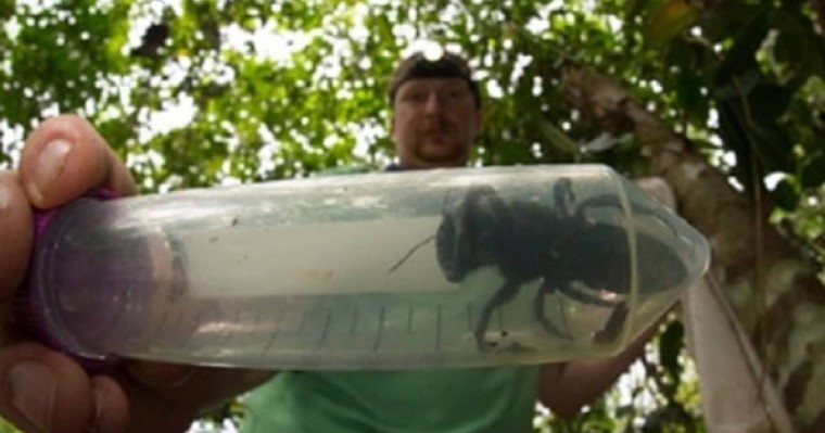 Жойылып кетті деп кесілген алпауыт ара табылды