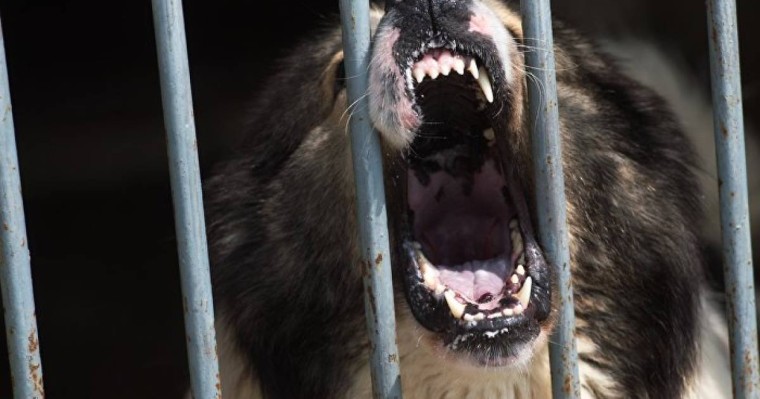 Алабай оқушыны қауып алды