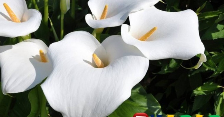 Әйел бақыты