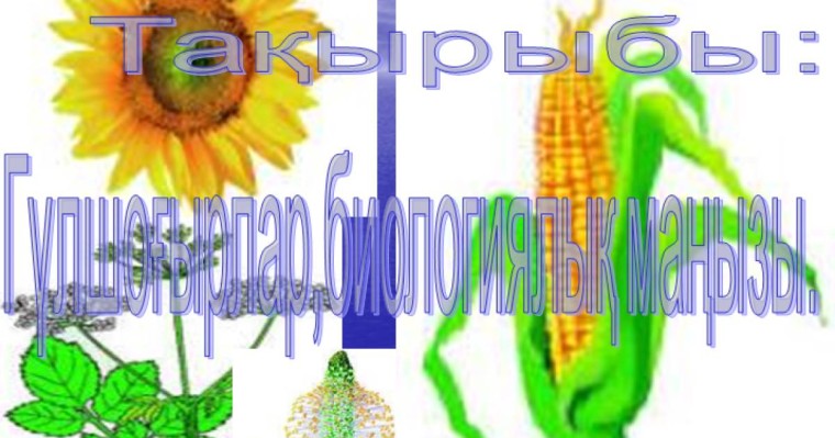 Презентация (слайд): Гүлшоғырлар,биологиялық маңызы