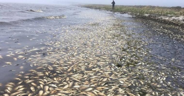 Полиция Атыраудағы балықтардың жаппай қырылуына байланысты екі қылмыстық іс қозғады - Қазақстан жаңалықтары