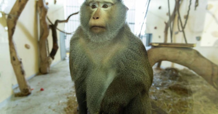 баласымен серуендеп жүрген маймыл желіні күлкіге батырды – видео  