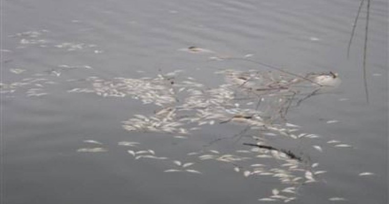 Атыраудағы Орал өзенінде балықтар жаппай қырылып жатыр