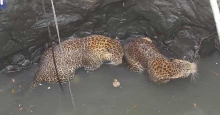 ​Үндістанда құдыққа түсіп кеткен леопардтар құтқарылды