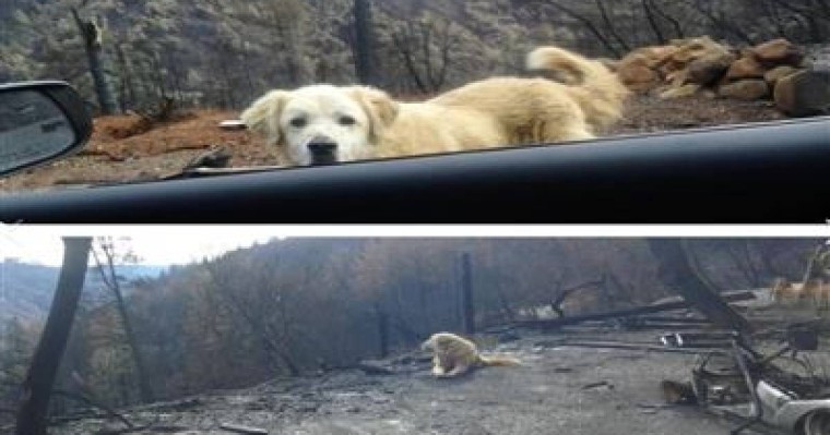 Күшік бір ай бойы өртенген үйде өз иесін күткен