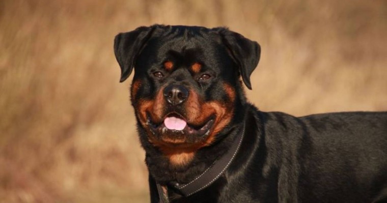 Алматыда қабаған иттер екі жасар қызды шайнап тастады