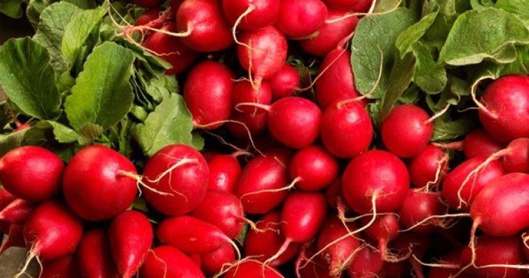 Шалғам тураны не білесіз? |