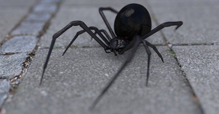 Ғалымдар опоссумды жеп жатқан алып өрмекшінің үстінен түсті – видео