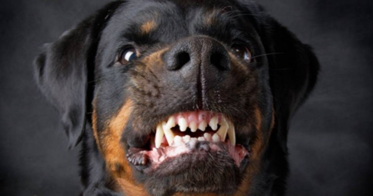 Алматыда 3 жасар қызды ит талап өлтірді