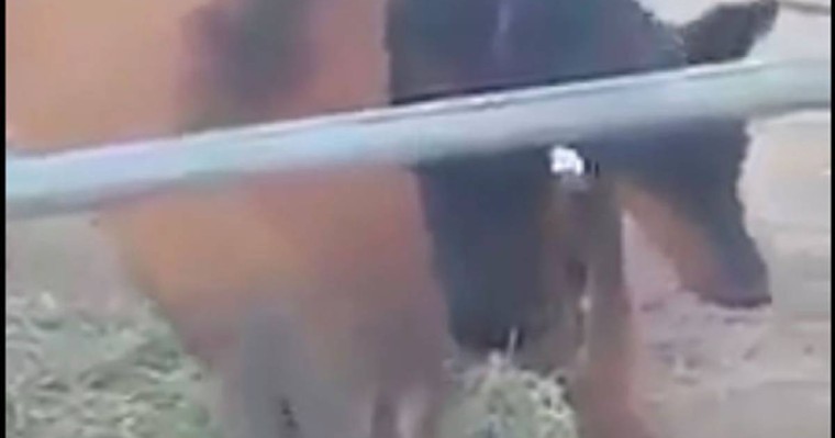 Ит жылқымен жағаласып шөп жеп жатыр