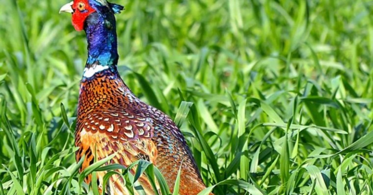 Көктемгі аңшылық маусымында құс атуға тыйым салынды