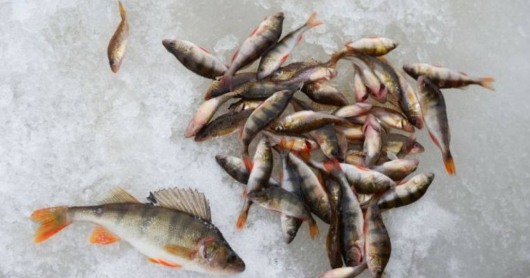 Жайықтағы балықтың қырылуынан қанша шығын келгені белгілі болды