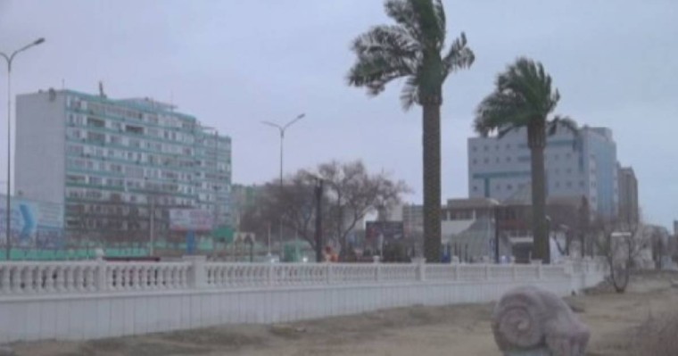 Дубайдан қаламыз ба? Ақтауда пальма ағаштары "өсетін" болды